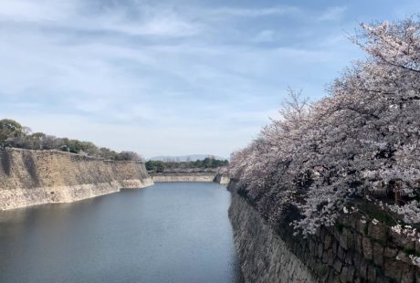 17522078_MotionElements_osaka-castle-park-sakura-osaka-japan Large